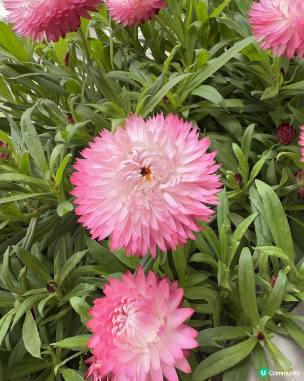 💫《灣仔天橋》回憶煞💫