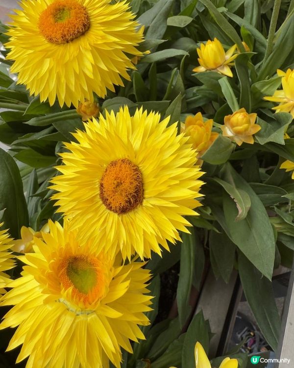 💫《灣仔天橋》回憶煞💫