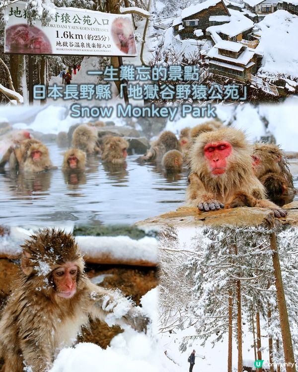 日本長野縣。地獄谷雪猴公園🦧