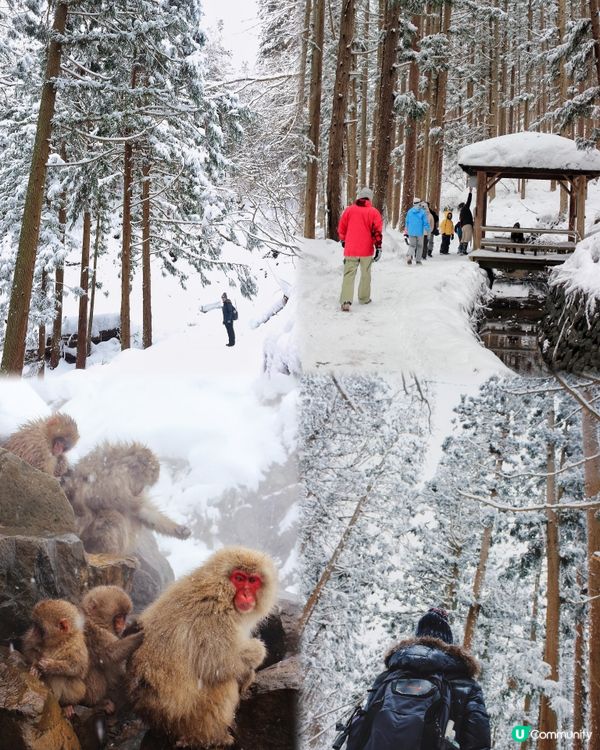 日本長野縣。地獄谷雪猴公園🦧
