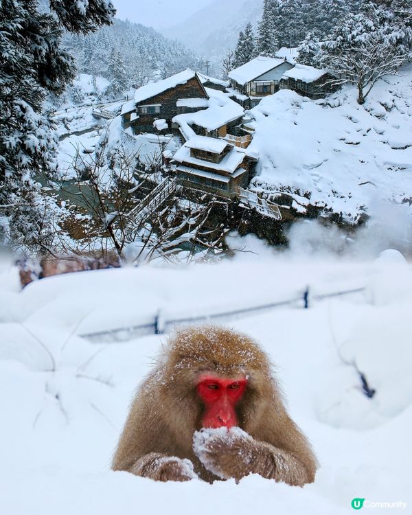 日本長野縣。地獄谷雪猴公園🦧