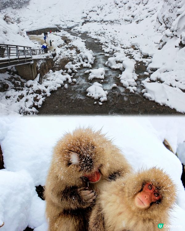 日本長野縣。地獄谷雪猴公園🦧