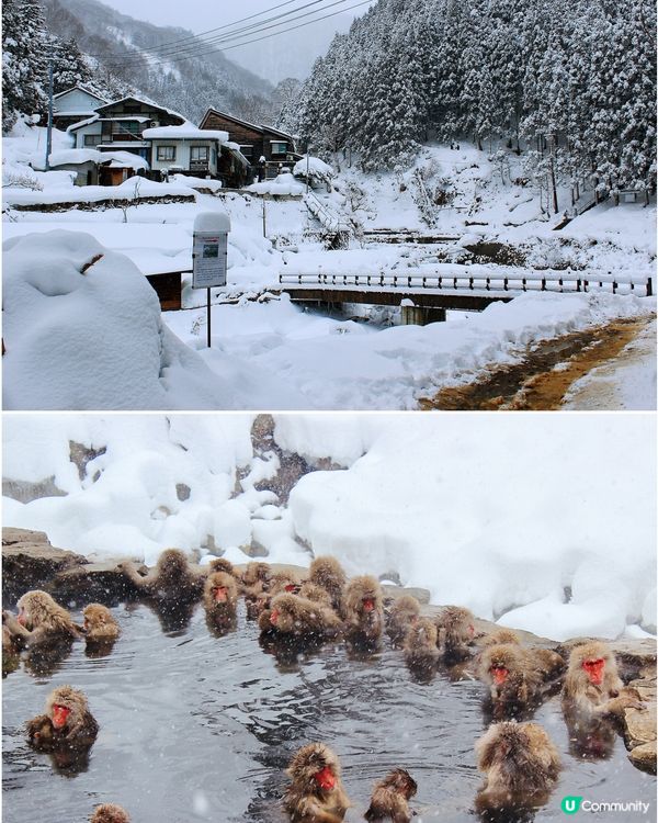 日本長野縣。地獄谷雪猴公園🦧