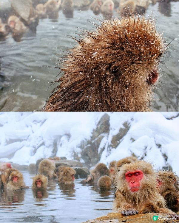 日本長野縣。地獄谷雪猴公園🦧