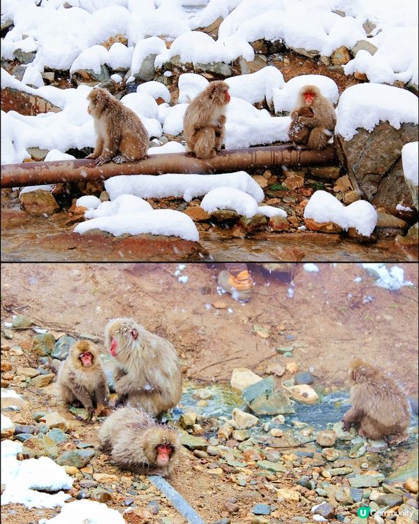 日本長野縣。地獄谷雪猴公園🦧