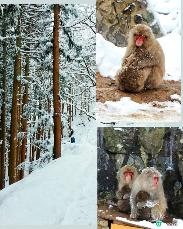 日本長野縣。地獄谷雪猴公園🦧