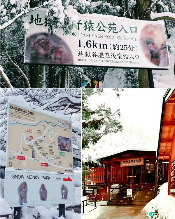 日本長野縣。地獄谷雪猴公園🦧