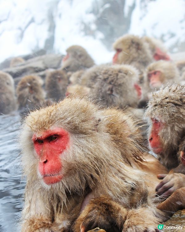 日本長野縣。地獄谷雪猴公園🦧