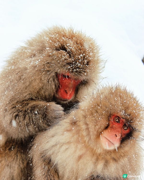 日本長野縣。地獄谷雪猴公園🦧