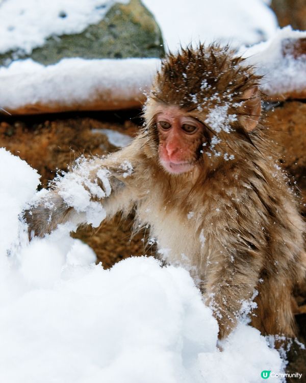 日本長野縣。地獄谷雪猴公園🦧