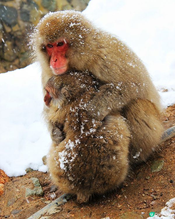 日本長野縣。地獄谷雪猴公園🦧