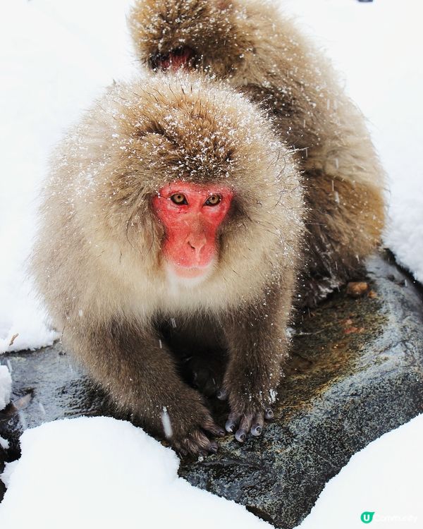 日本長野縣。地獄谷雪猴公園🦧