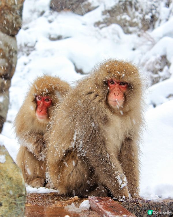 日本長野縣。地獄谷雪猴公園🦧