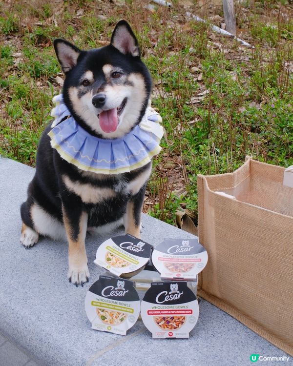 🐶毛孩最愛西莎鮮肉碗😋