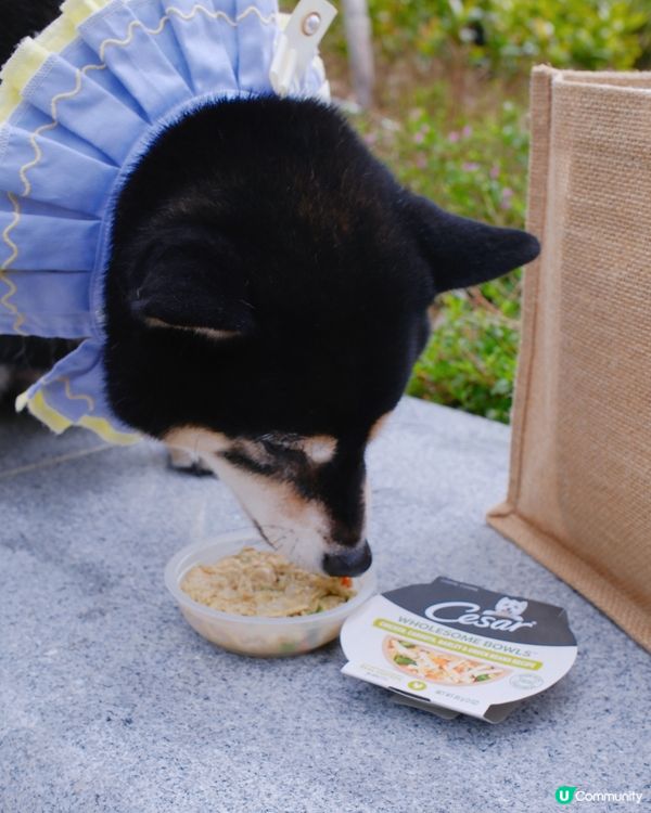 🐶毛孩最愛西莎鮮肉碗😋