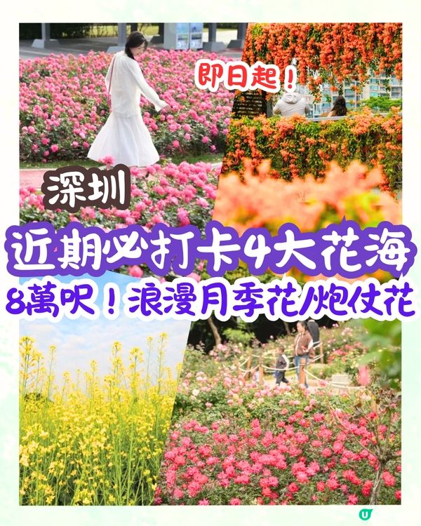 深圳近期必打卡4大花海🌹8萬呎😍浪漫月季花/炮仗花🌟即日起‼️