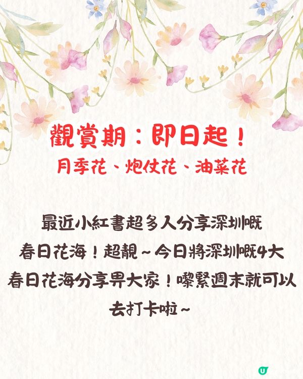 深圳近期必打卡4大花海🌹8萬呎😍浪漫月季花/炮仗花🌟即日起‼️