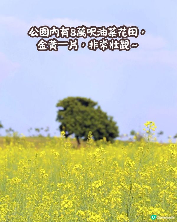 深圳近期必打卡4大花海🌹8萬呎😍浪漫月季花/炮仗花🌟即日起‼️