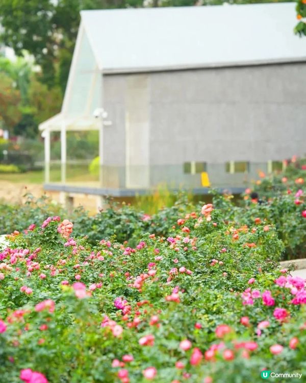 深圳近期必打卡4大花海🌹8萬呎😍浪漫月季花/炮仗花🌟即日起‼️