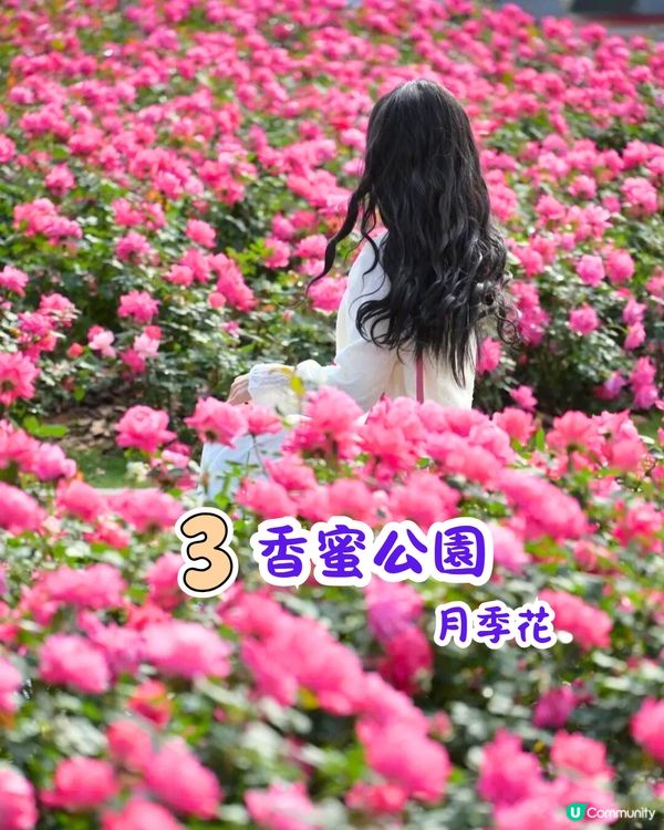 深圳近期必打卡4大花海🌹8萬呎😍浪漫月季花/炮仗花🌟即日起‼️