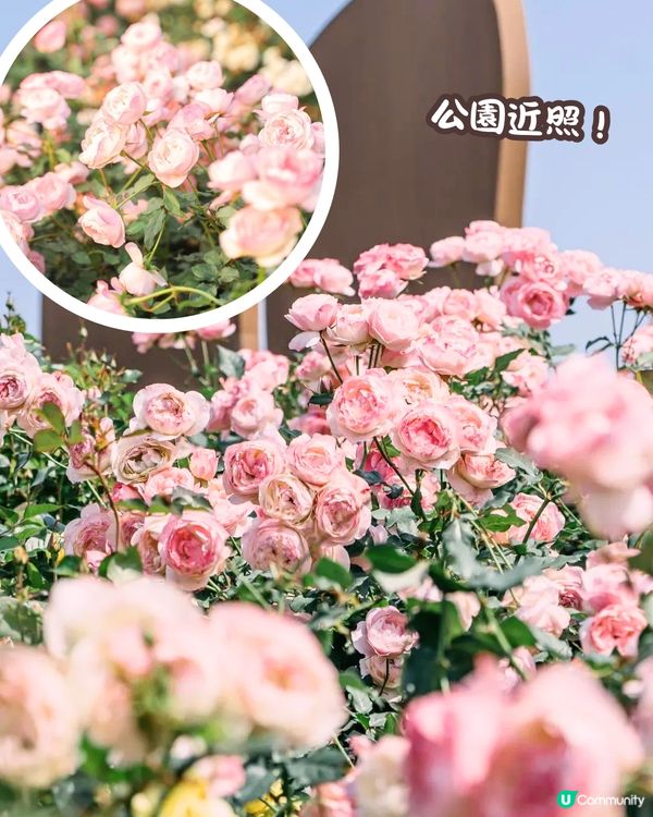 深圳近期必打卡4大花海🌹8萬呎😍浪漫月季花/炮仗花🌟即日起‼️