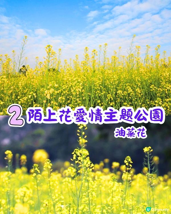 深圳近期必打卡4大花海🌹8萬呎😍浪漫月季花/炮仗花🌟即日起‼️