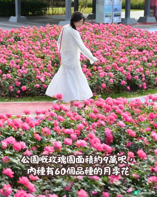 深圳近期必打卡4大花海🌹8萬呎😍浪漫月季花/炮仗花🌟即日起‼️