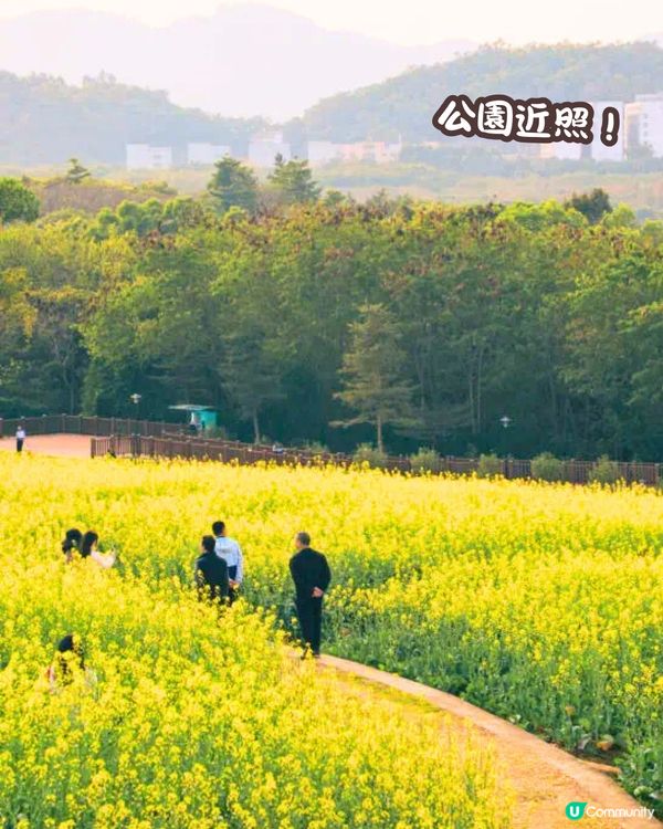 深圳近期必打卡4大花海🌹8萬呎😍浪漫月季花/炮仗花🌟即日起‼️