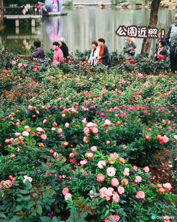 深圳近期必打卡4大花海🌹8萬呎😍浪漫月季花/炮仗花🌟即日起‼️