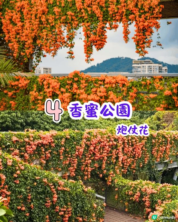 深圳近期必打卡4大花海🌹8萬呎😍浪漫月季花/炮仗花🌟即日起‼️