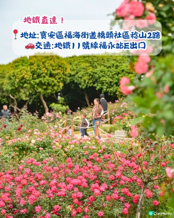 深圳近期必打卡4大花海🌹8萬呎😍浪漫月季花/炮仗花🌟即日起‼️