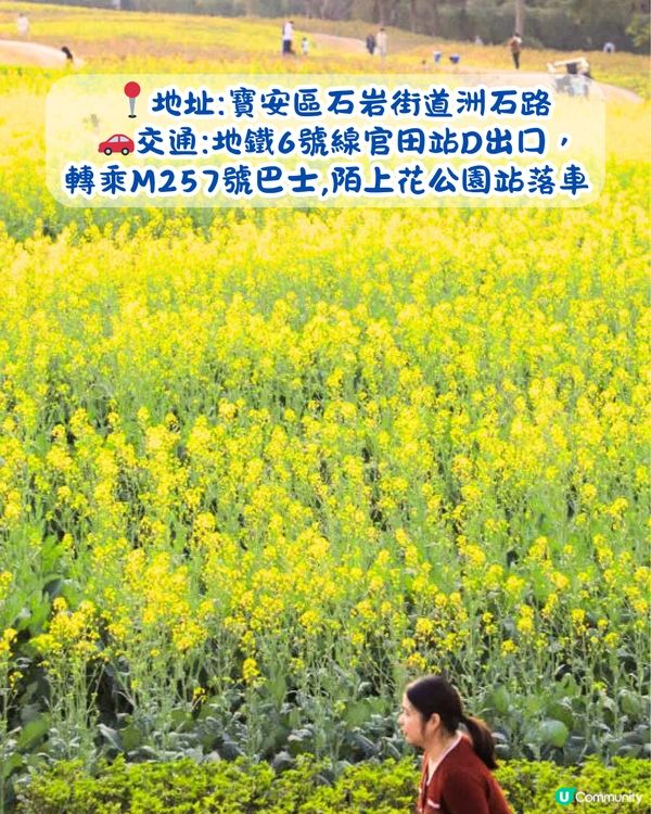 深圳近期必打卡4大花海🌹8萬呎😍浪漫月季花/炮仗花🌟即日起‼️