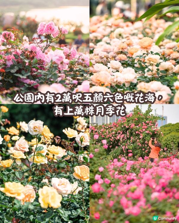 深圳近期必打卡4大花海🌹8萬呎😍浪漫月季花/炮仗花🌟即日起‼️