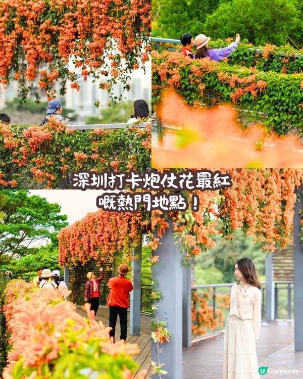 深圳近期必打卡4大花海🌹8萬呎😍浪漫月季花/炮仗花🌟即日起‼️