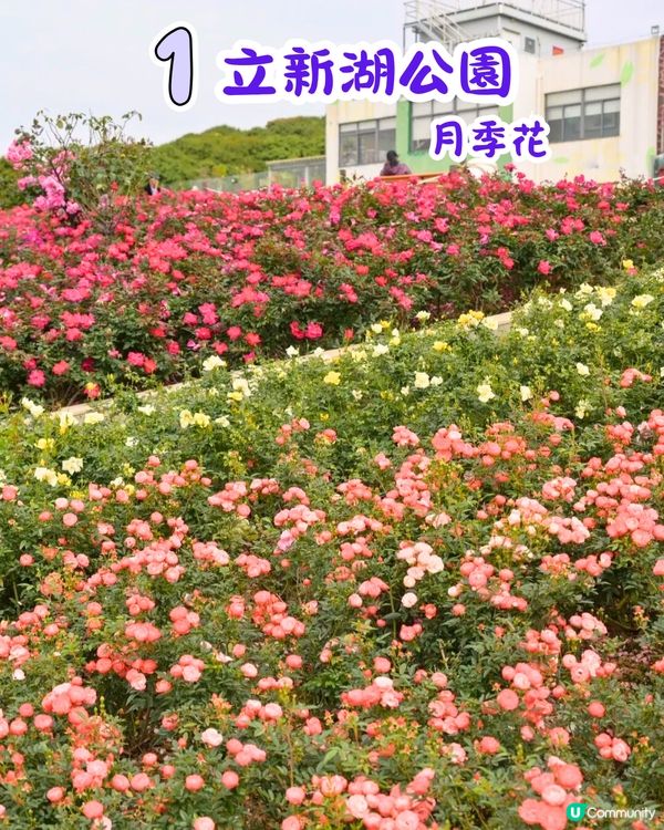 深圳近期必打卡4大花海🌹8萬呎😍浪漫月季花/炮仗花🌟即日起‼️