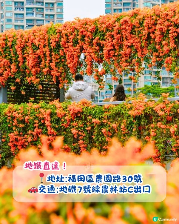 深圳近期必打卡4大花海🌹8萬呎😍浪漫月季花/炮仗花🌟即日起‼️