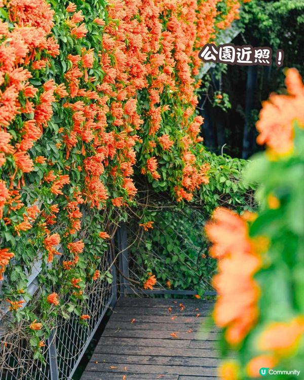 深圳近期必打卡4大花海🌹8萬呎😍浪漫月季花/炮仗花🌟即日起‼️