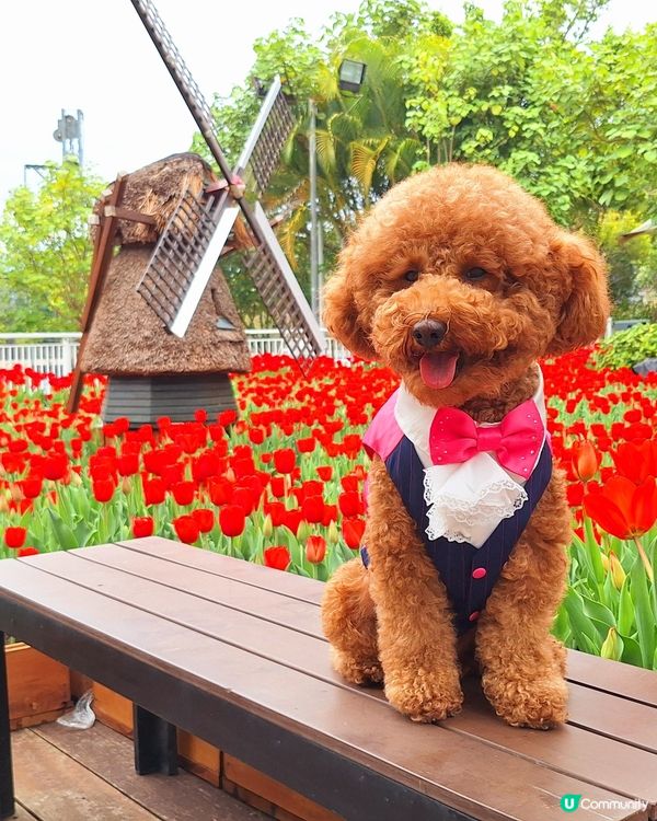 中西餐廳任君選擇