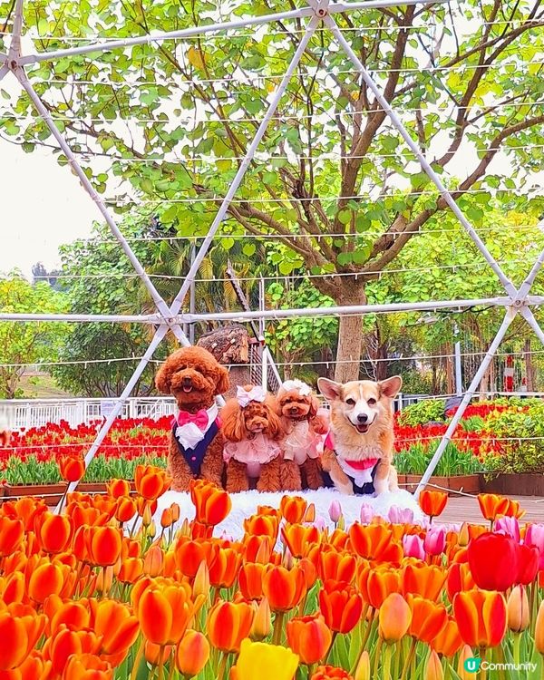 中西餐廳任君選擇