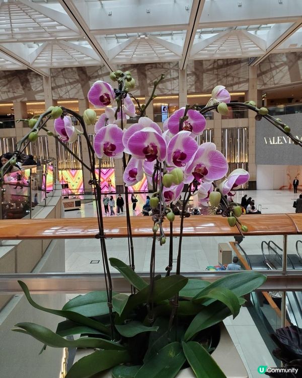 《春暖花開 @The Landmark 🌸🌺》