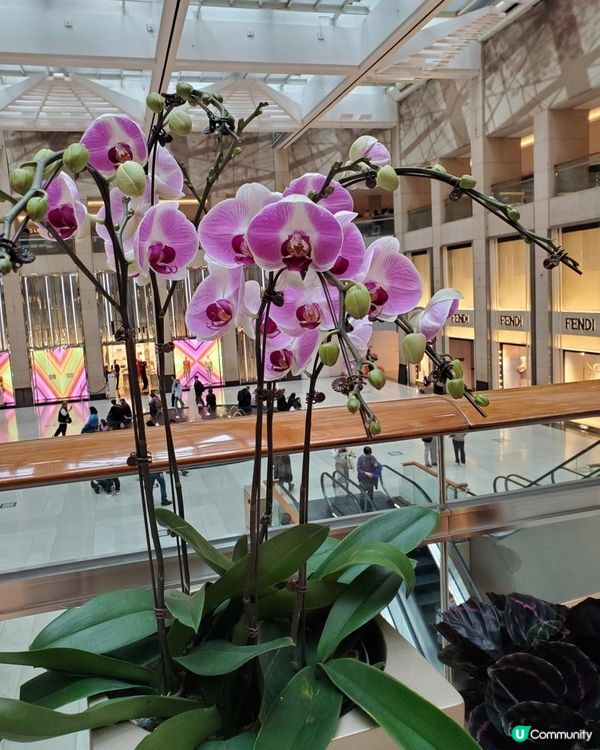 《春暖花開 @The Landmark 🌸🌺》