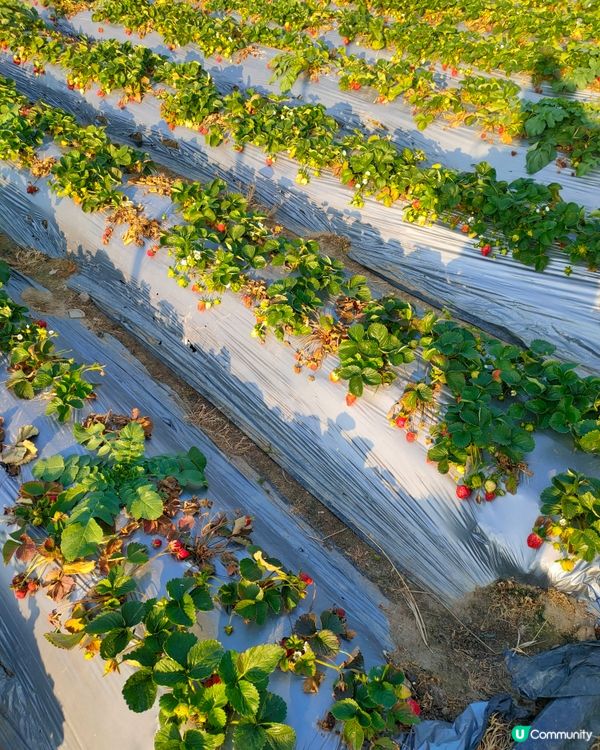 🍓親手摘士多啤梨，仲有羊仔等你嚟！🤩