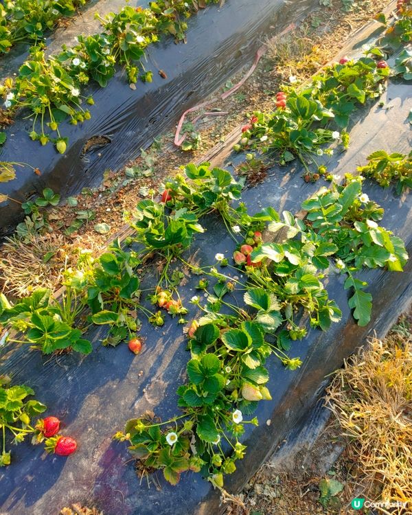 🍓親手摘士多啤梨，仲有羊仔等你嚟！🤩