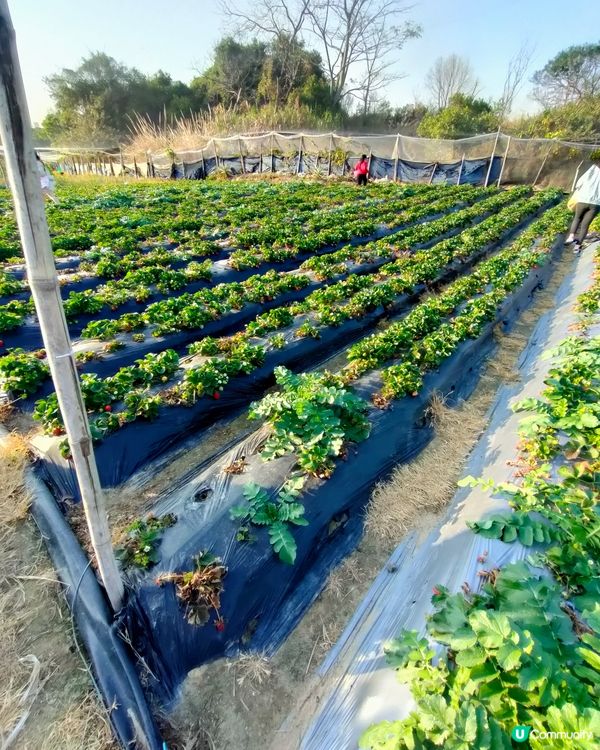 🍓親手摘士多啤梨，仲有羊仔等你嚟！🤩