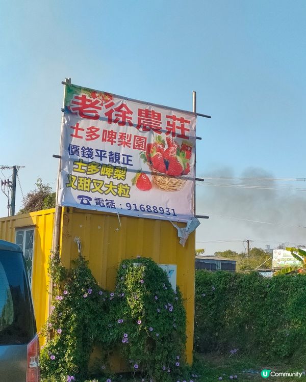 🍓親手摘士多啤梨，仲有羊仔等你嚟！🤩