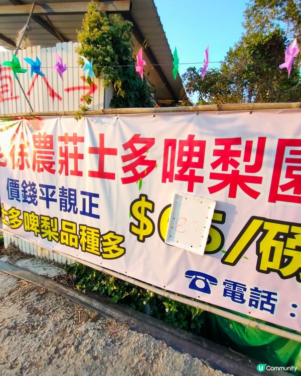 🍓親手摘士多啤梨，仲有羊仔等你嚟！🤩