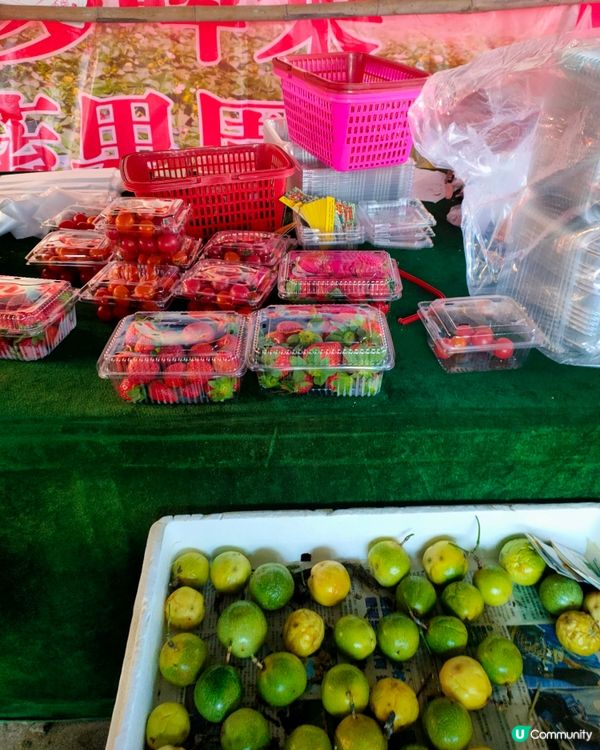 🍓親手摘士多啤梨，仲有羊仔等你嚟！🤩