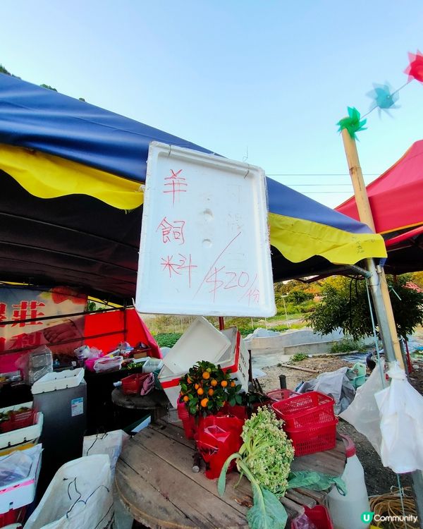 🍓親手摘士多啤梨，仲有羊仔等你嚟！🤩