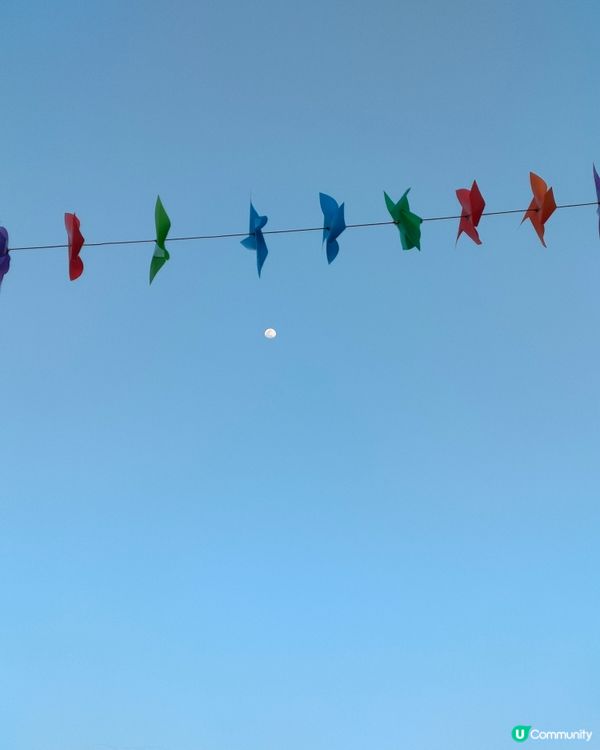 🍓親手摘士多啤梨，仲有羊仔等你嚟！🤩