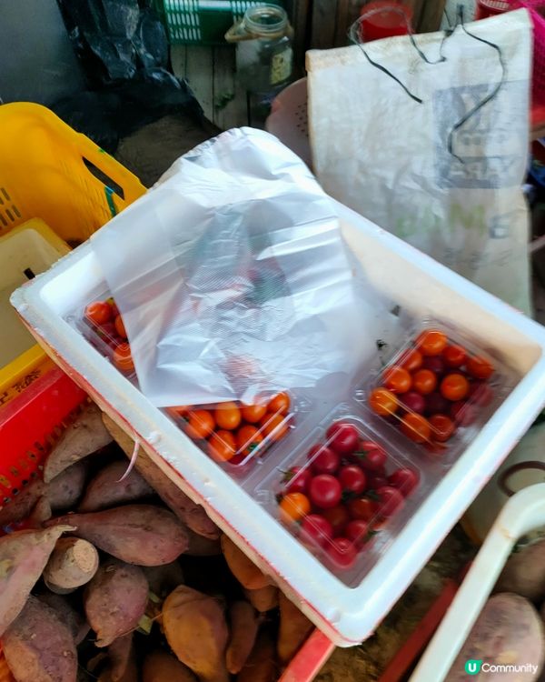 🍓親手摘士多啤梨，仲有羊仔等你嚟！🤩